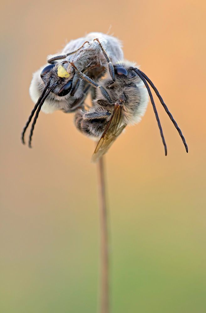 550D, 100mm L IS, 1/25 sec, F 6.3, ISO 400