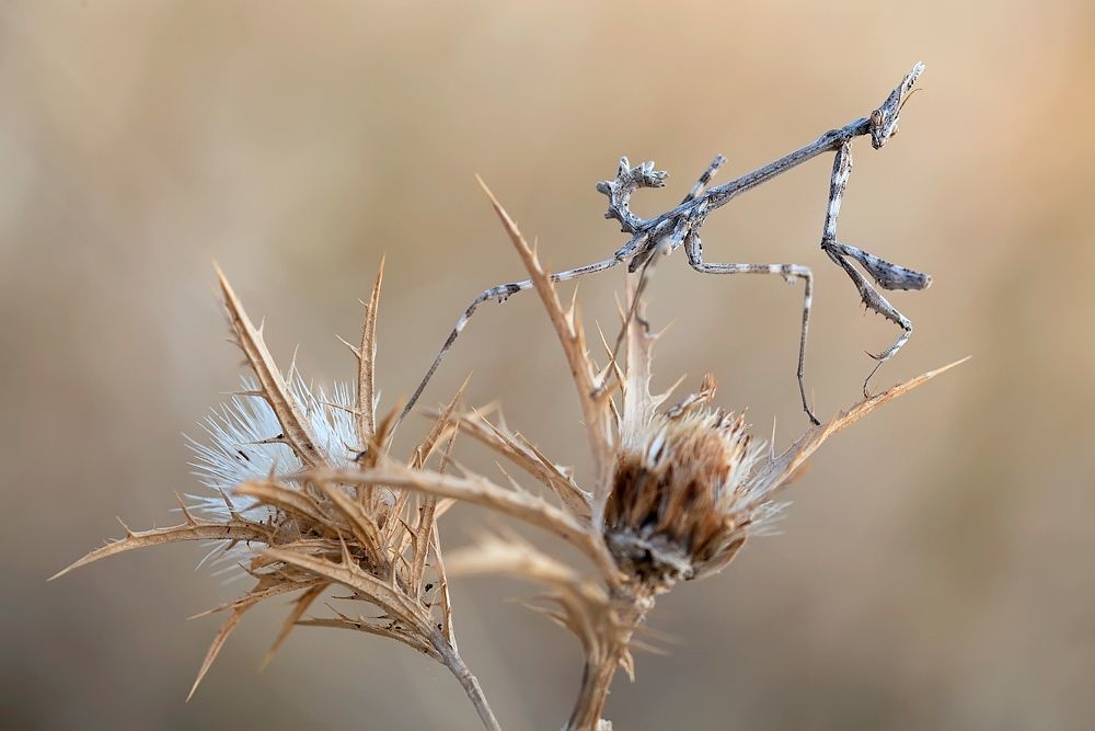 5DMK II,100mm L IS,1/250 sec, ISO 400, F 5.6