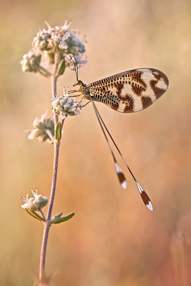 5D MK II, 100mm L IS, 1/500 sec, ISO 400, F 8