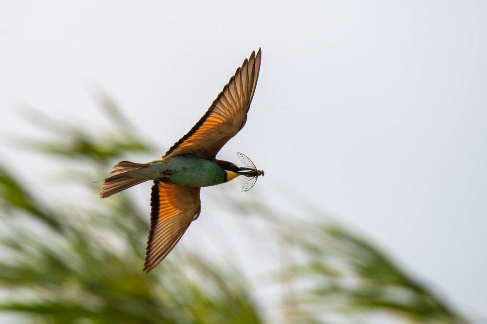European Bee-Eater