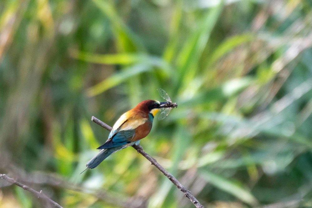 European Bee-Eater