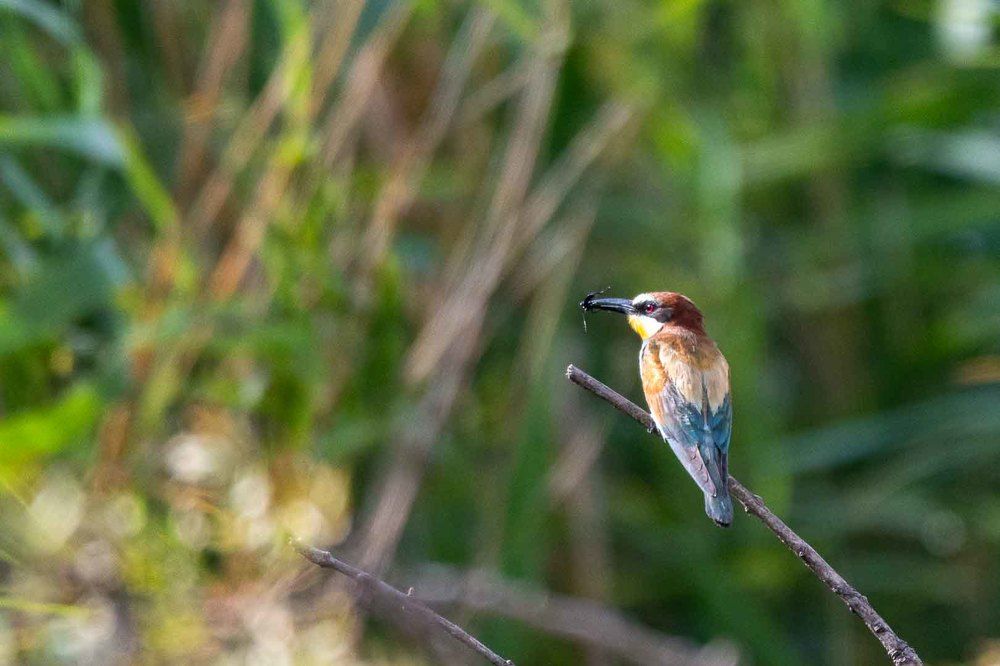 European Bee-Eater
