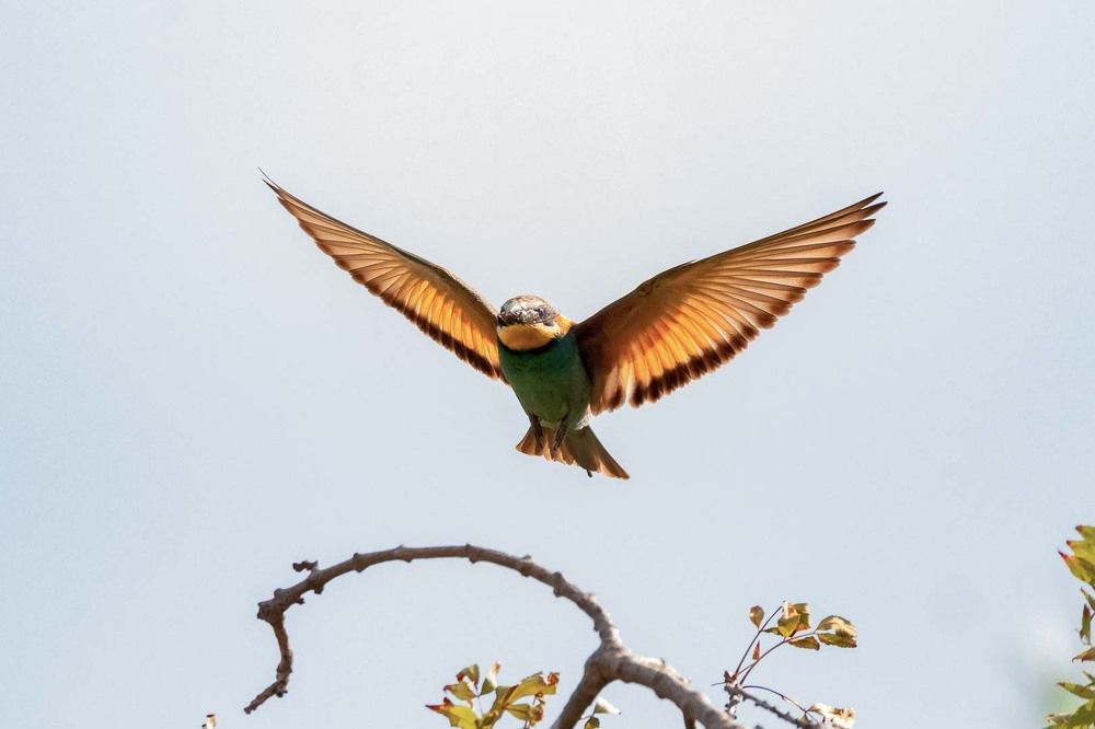 European Bee-Eater