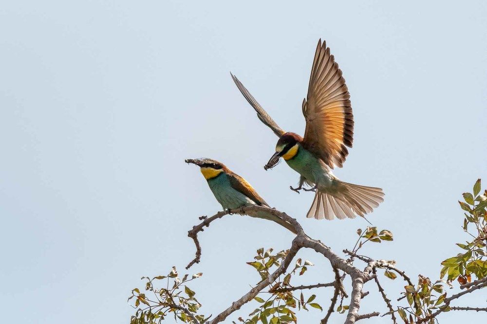 European Bee-Eater