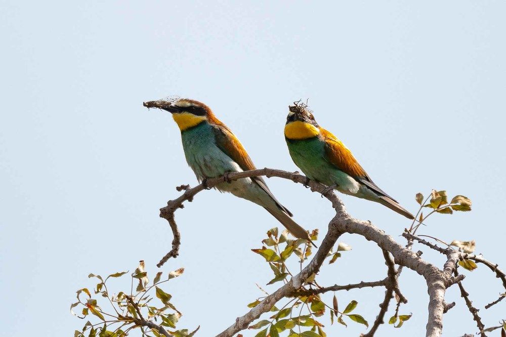 European Bee-Eater