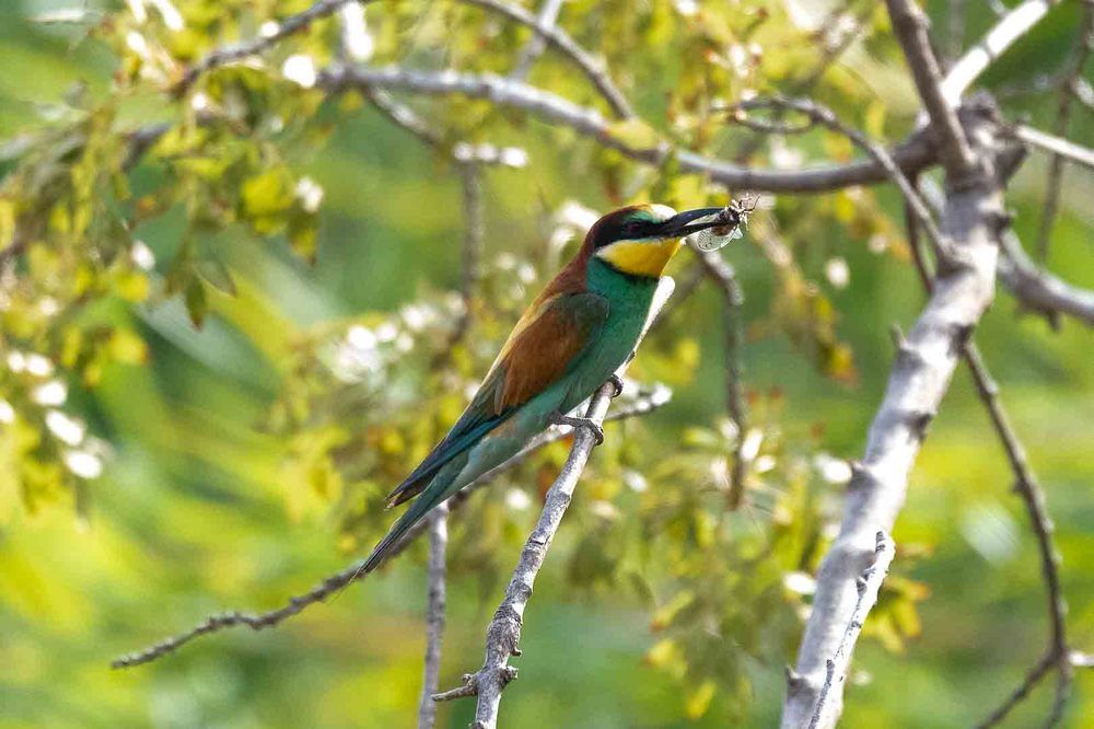 European Bee-Eater