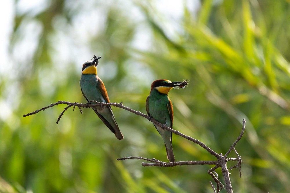 European Bee-Eater
