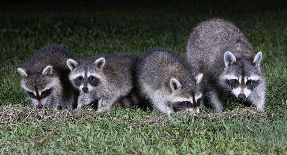 Raccoon Family - Семейство Енотов