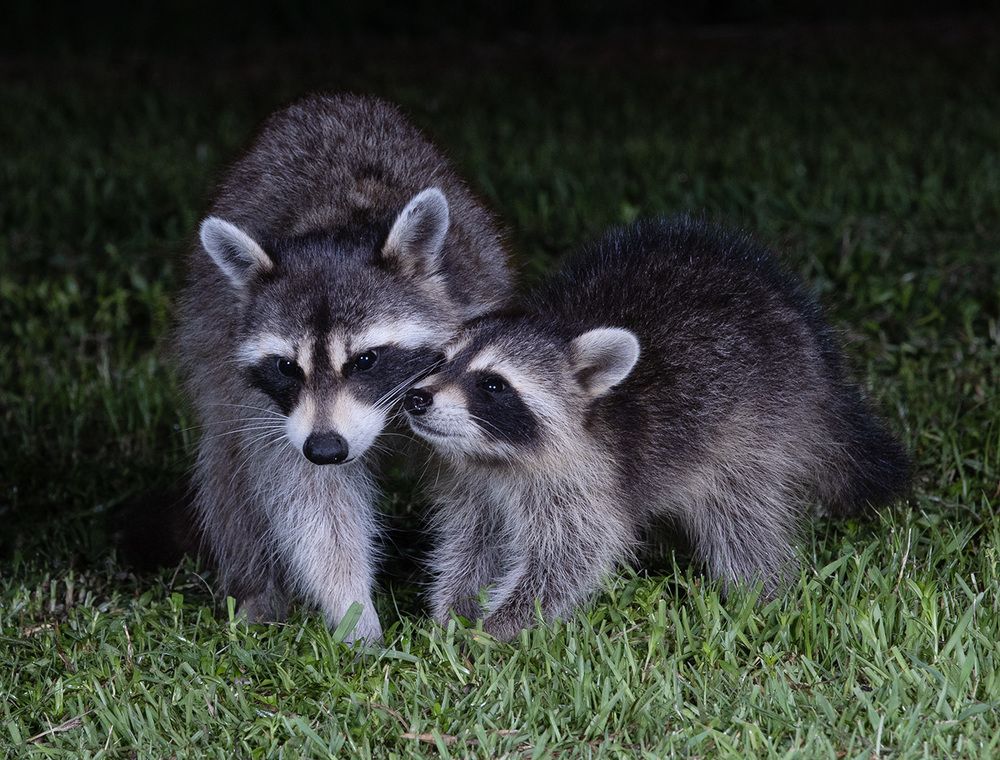 Raccoon Family - Семейство Енотов