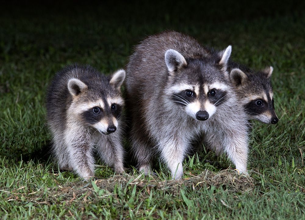 Raccoon Family - Семейство Енотов