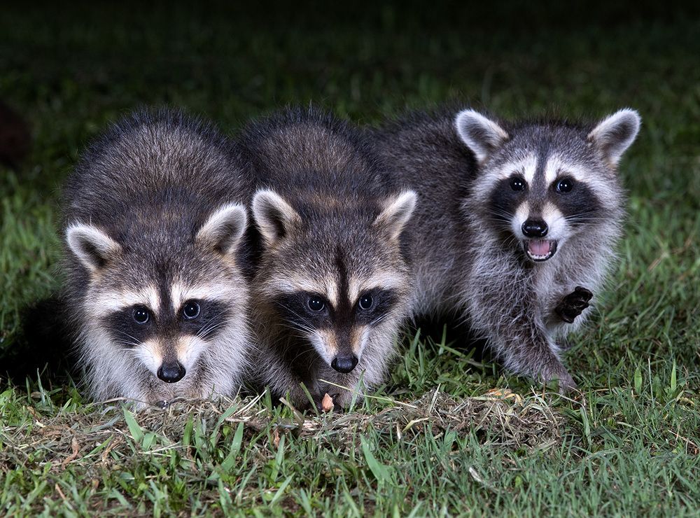 Raccoon Family - Семейство Енотов