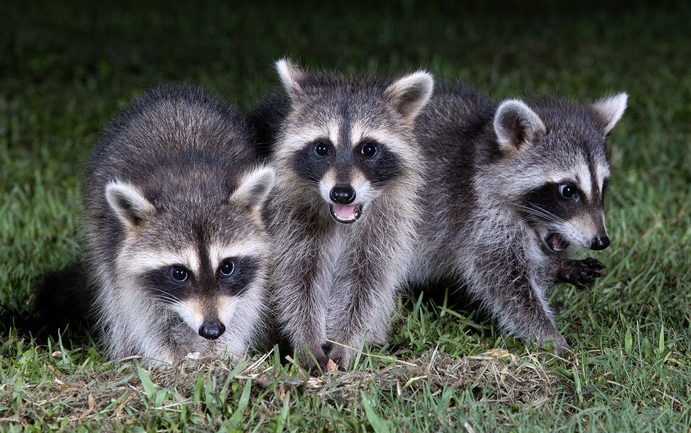 Raccoon Family - Семейство Енотов