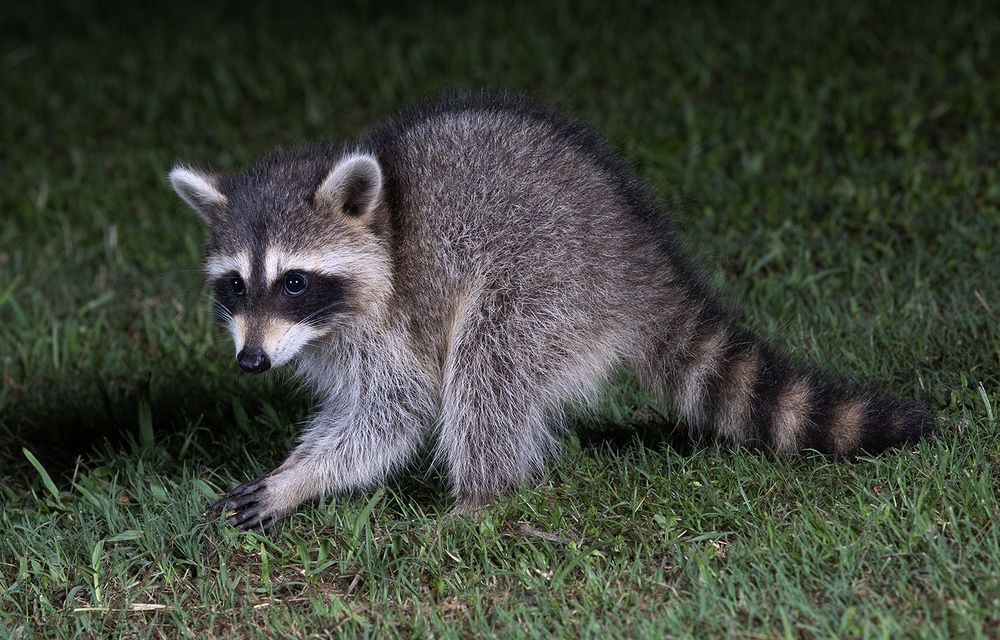 Raccoon Family - Семейство Енотов