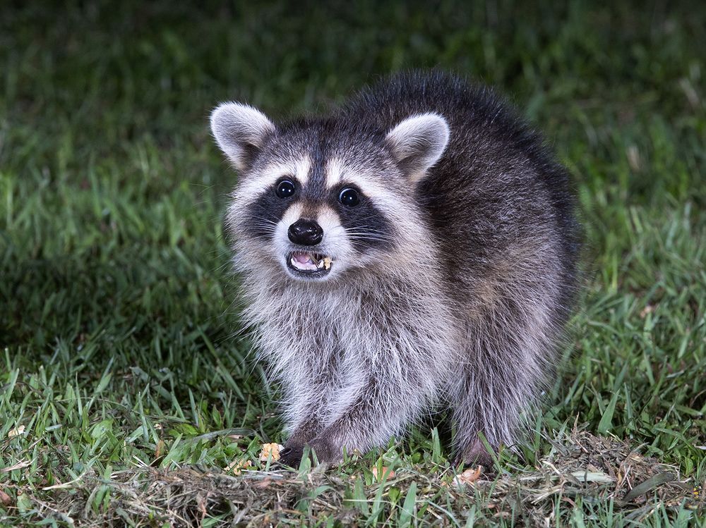 Raccoon Family - Семейство Енотов