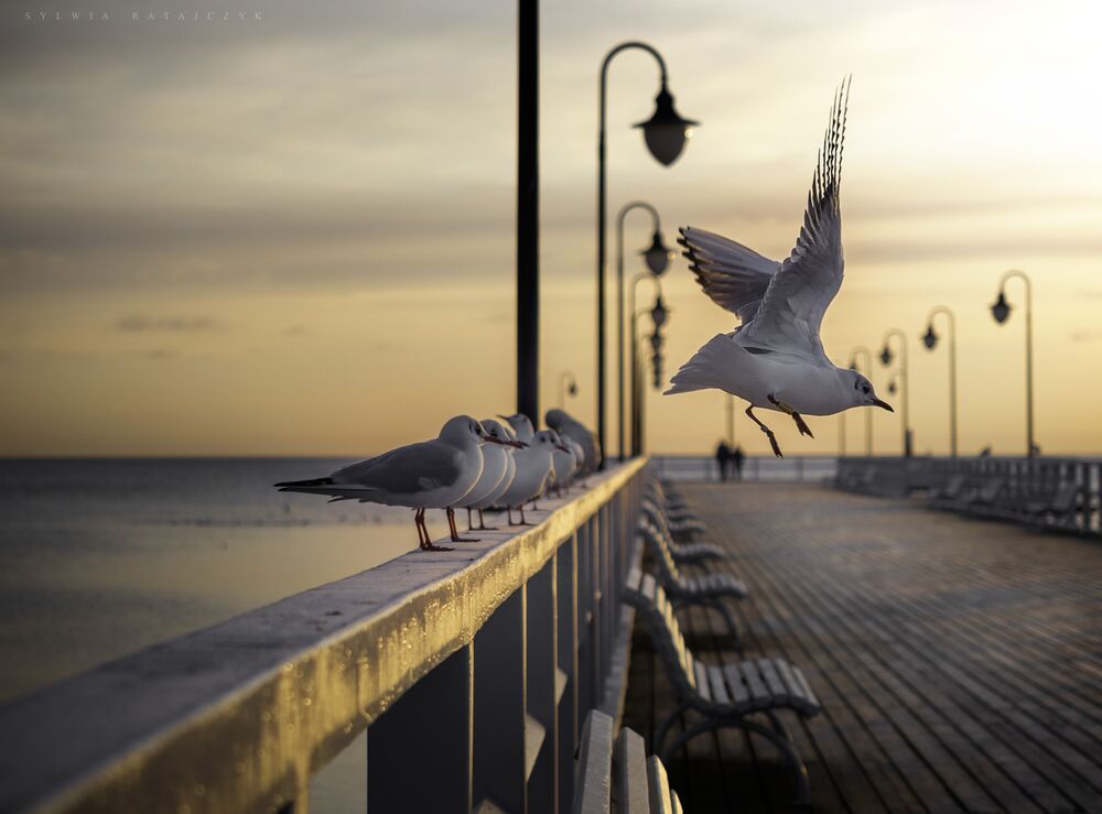 Photo 1741433