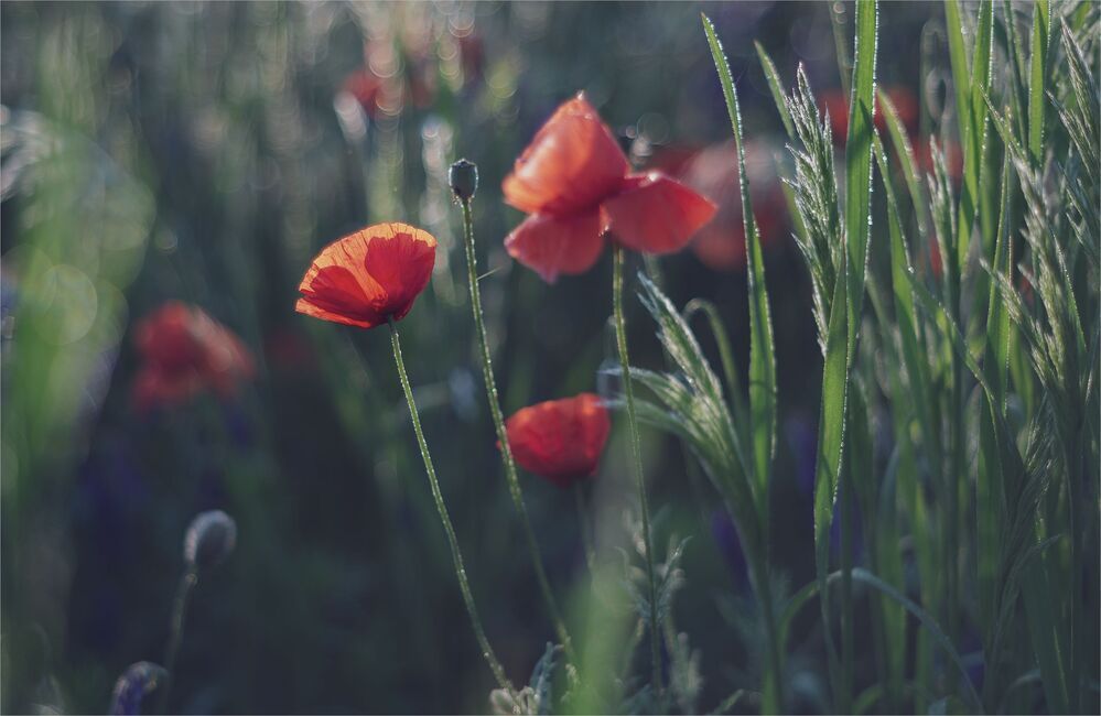 My favourite flowers