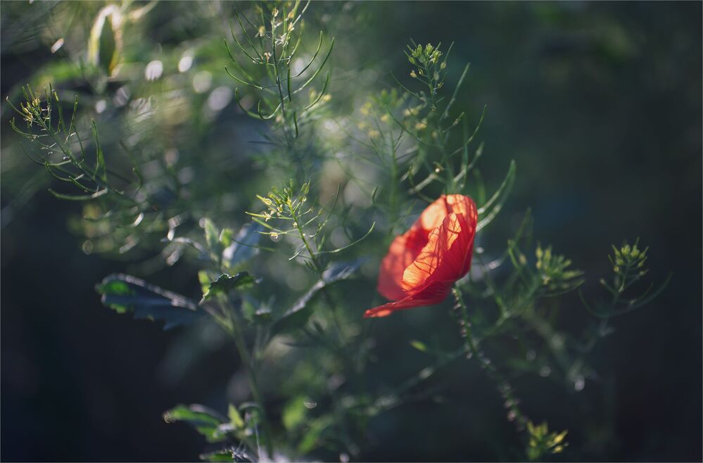 My favourite flowers