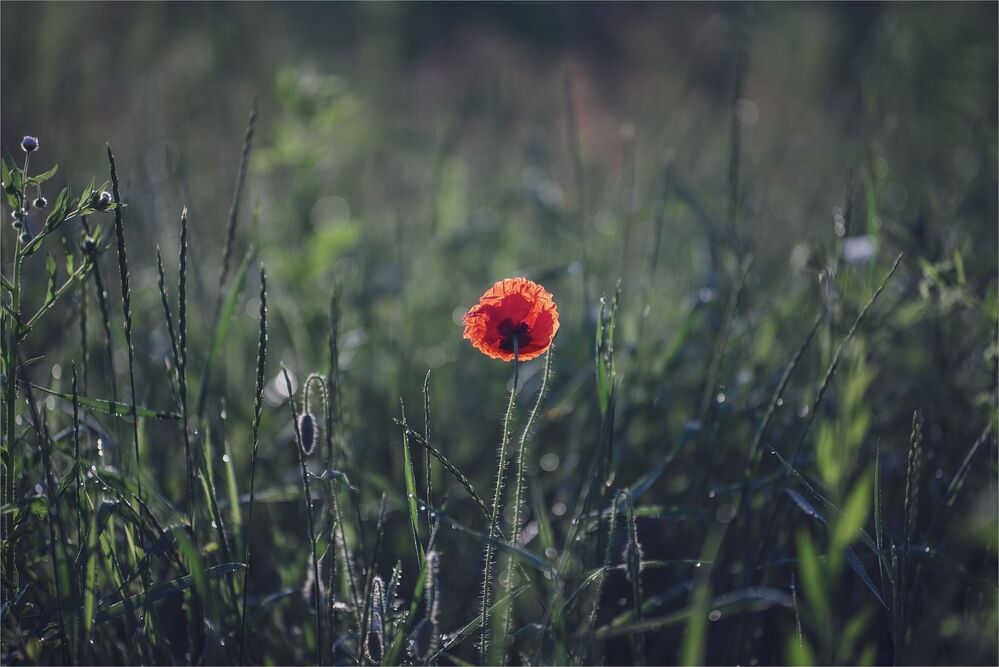 My favourite flowers