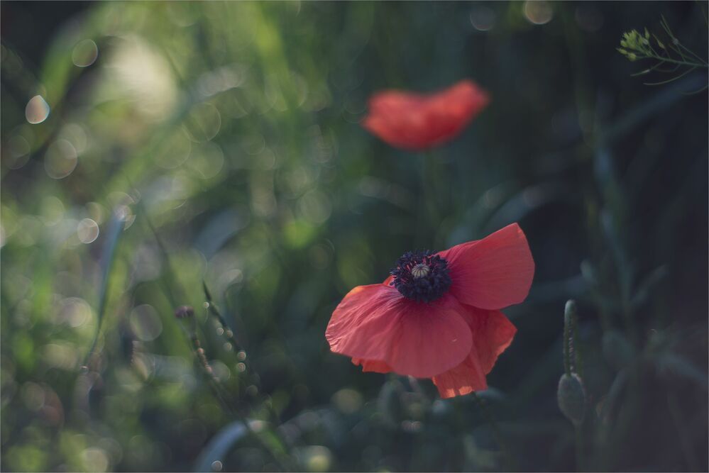 My favourite flowers