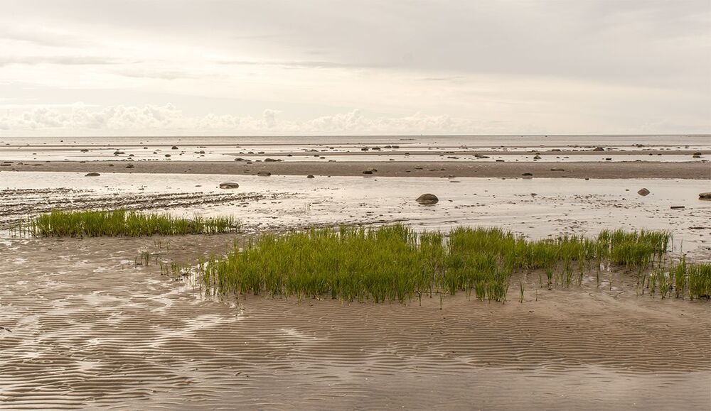 Отлив воды на Белом море