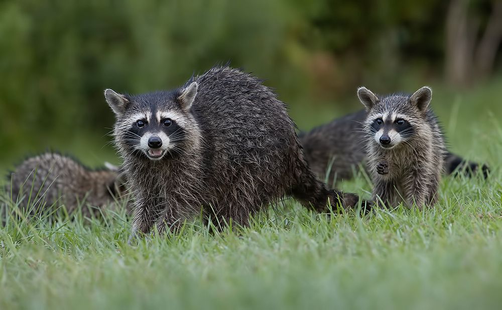 Raccoon Family - Семейство Енотов