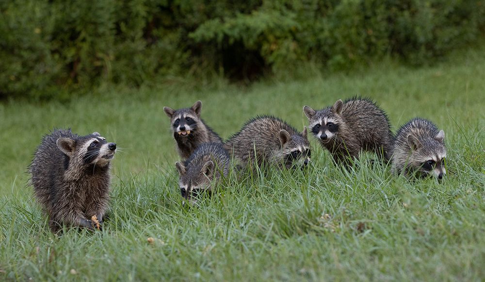 Raccoon Family - Семейство Енотов