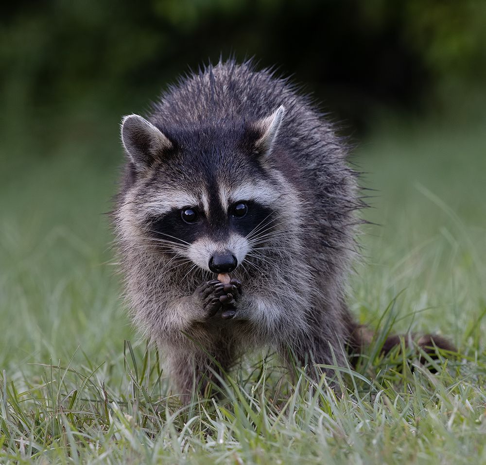 Raccoon Family - Семейство Енотов