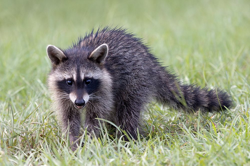 Raccoon Family - Семейство Енотов