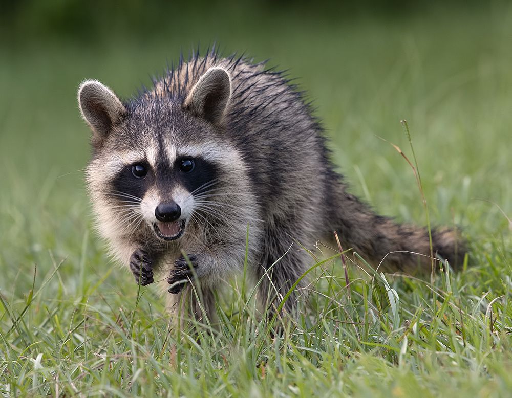 Raccoon Family - Семейство Енотов