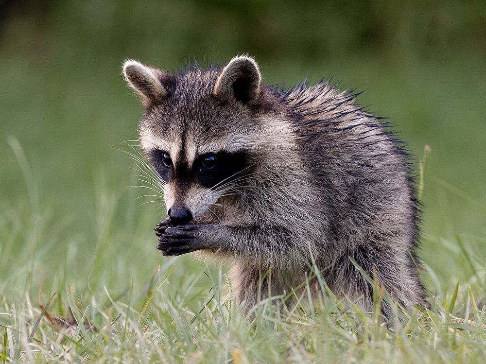 Raccoon Family - Семейство Енотов