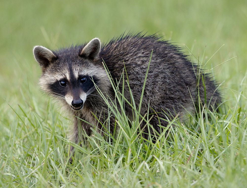 Raccoon Family - Семейство Енотов