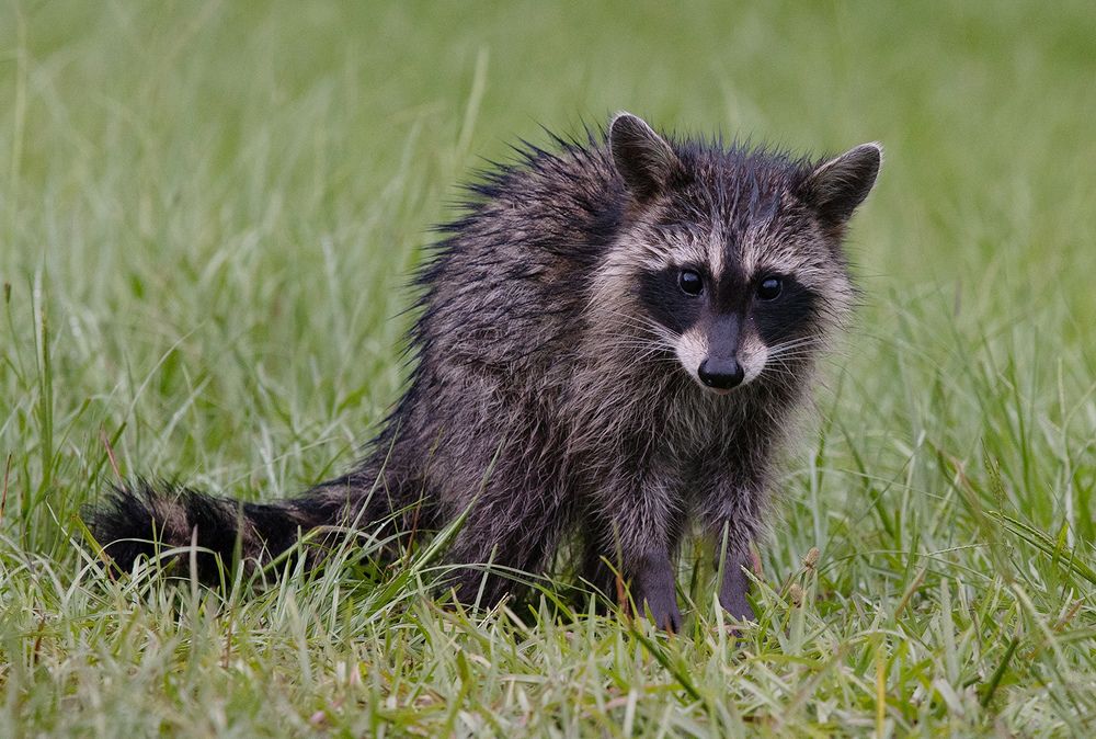 Raccoon Family - Семейство Енотов