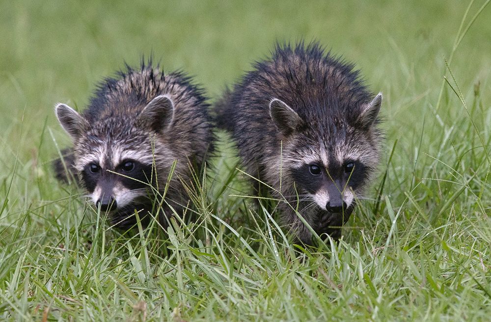 Raccoon Family - Семейство Енотов
