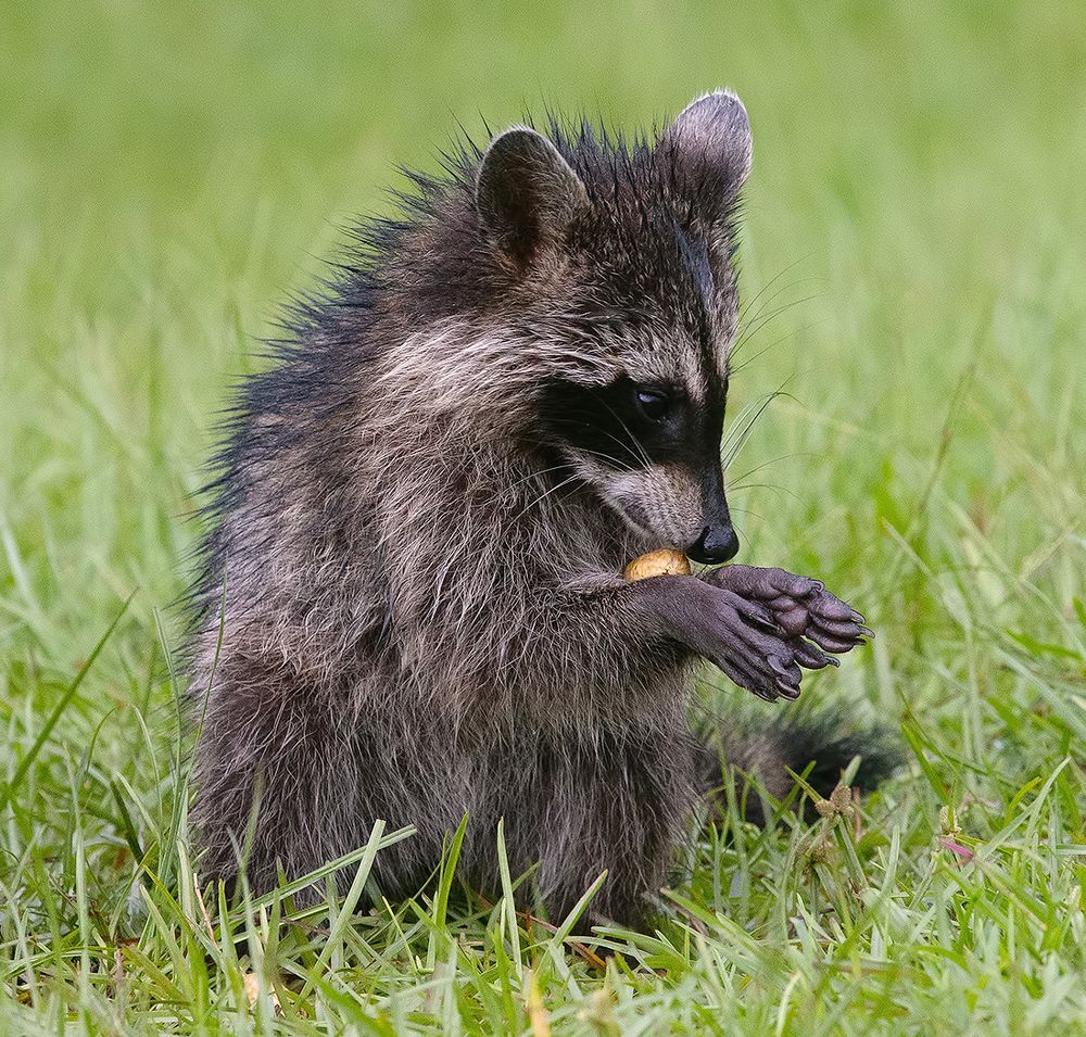Raccoon Family - Семейство Енотов
