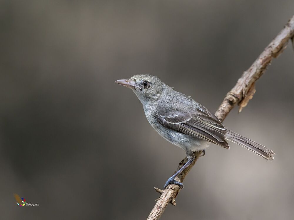 Mangrove Vireo (Vireo pallens) Vireo de Manglar R