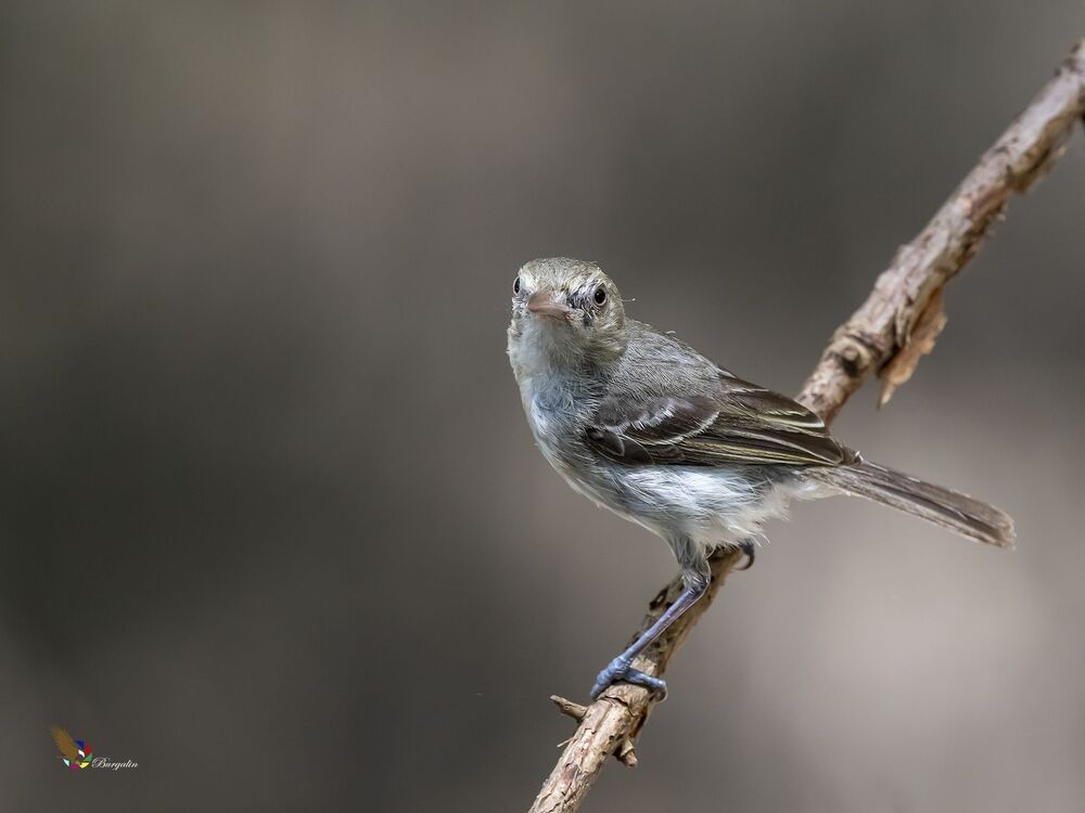 Mangrove Vireo (Vireo pallens) Vireo de Manglar R
