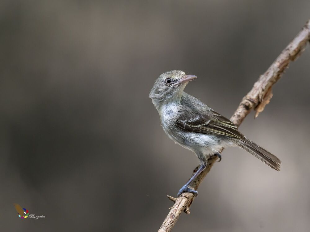Mangrove Vireo (Vireo pallens) Vireo de Manglar R