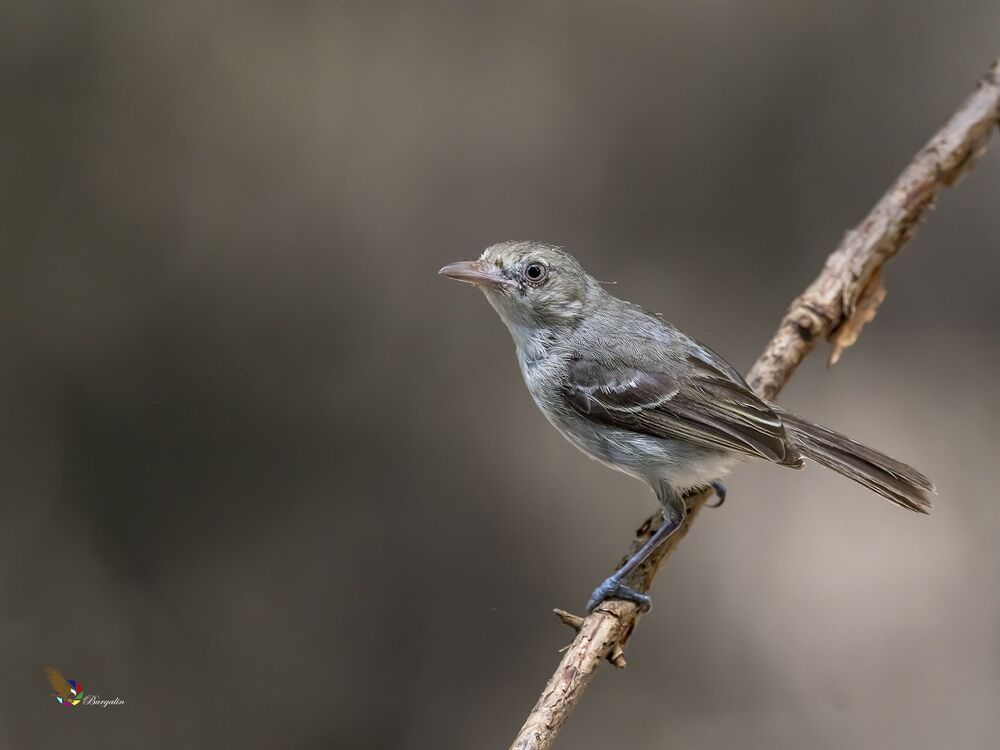 Mangrove Vireo (Vireo pallens) Vireo de Manglar R