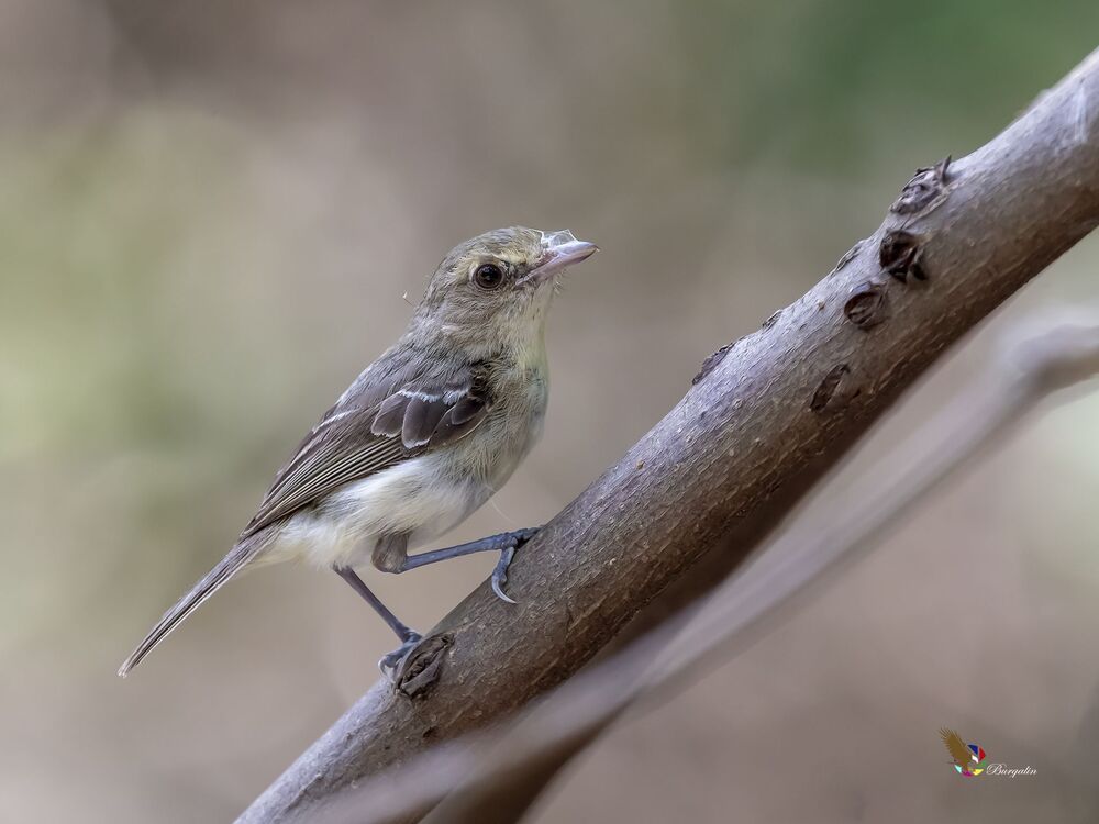 Mangrove Vireo (Vireo pallens) Vireo de Manglar R