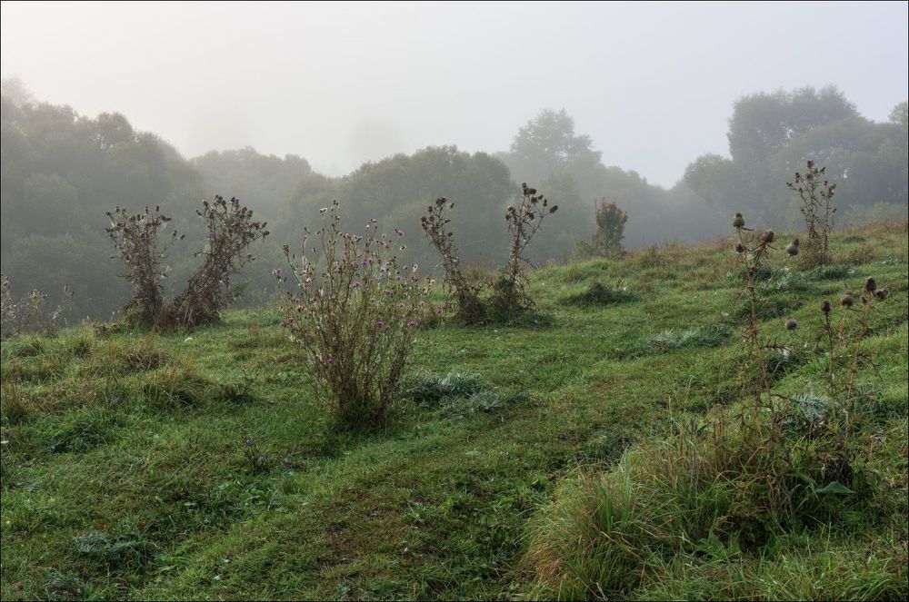 Утром на пастбище