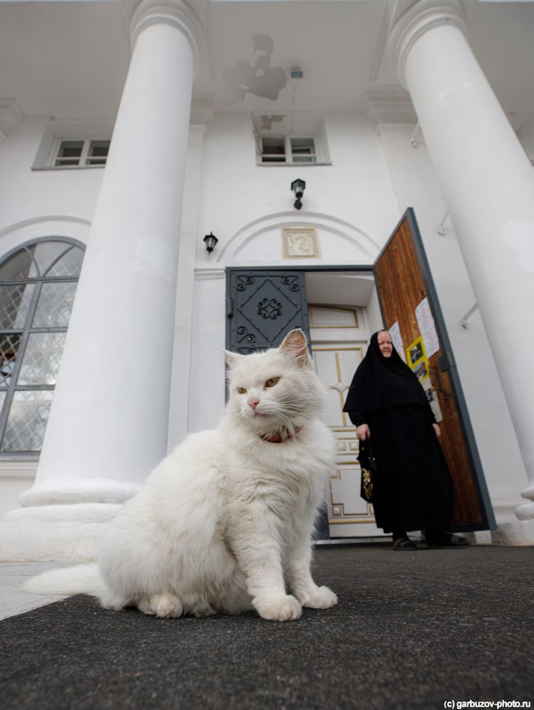 Православные коты
