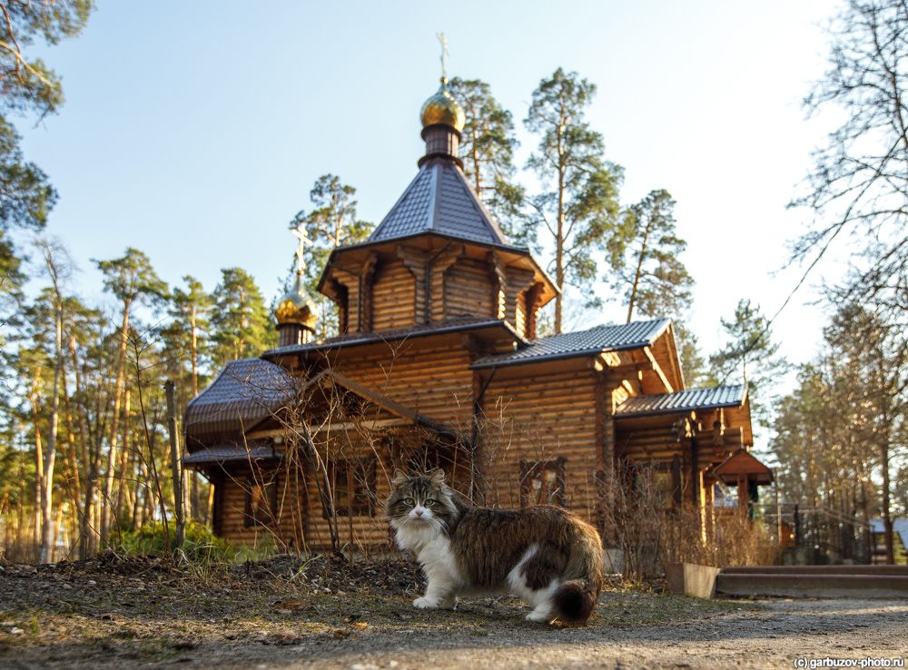 Православные коты