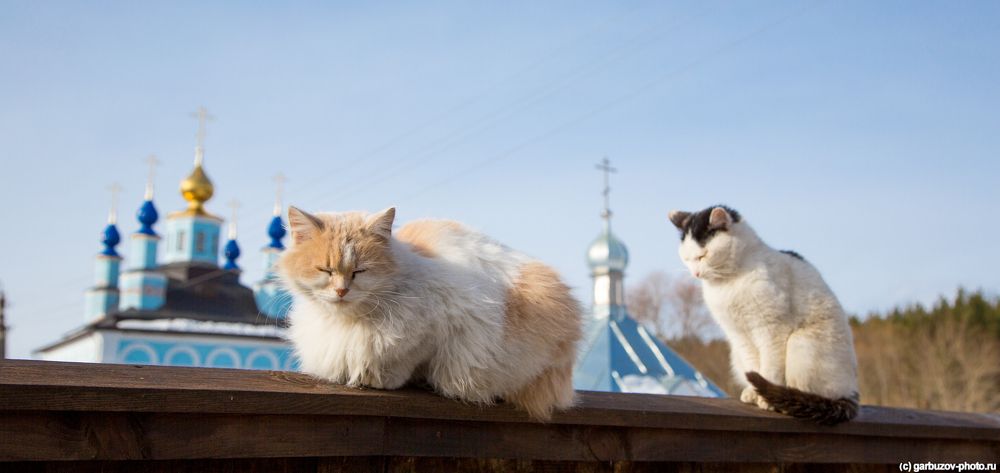Православные коты