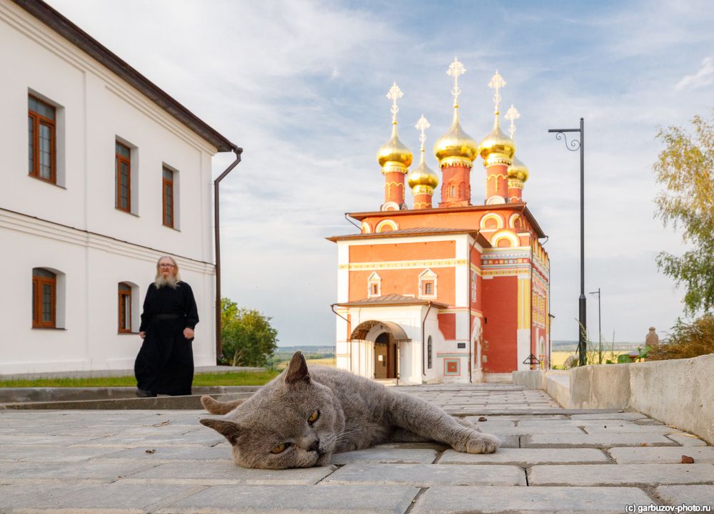 Православные коты