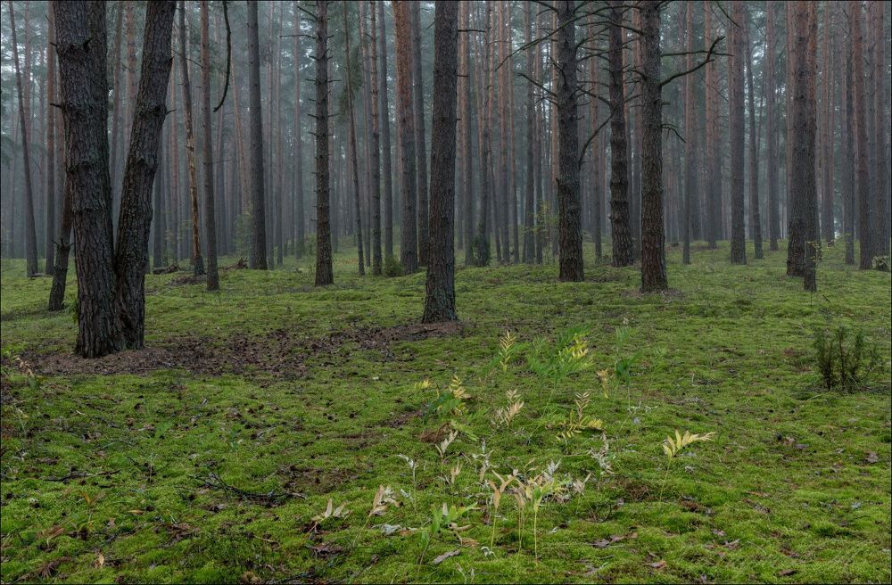 Сентябрьский сосновый бор на восходе