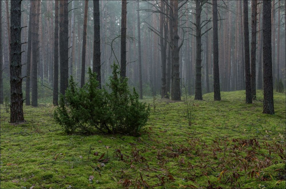 Сосновый лес в сентябре, на затуманенном восходе.