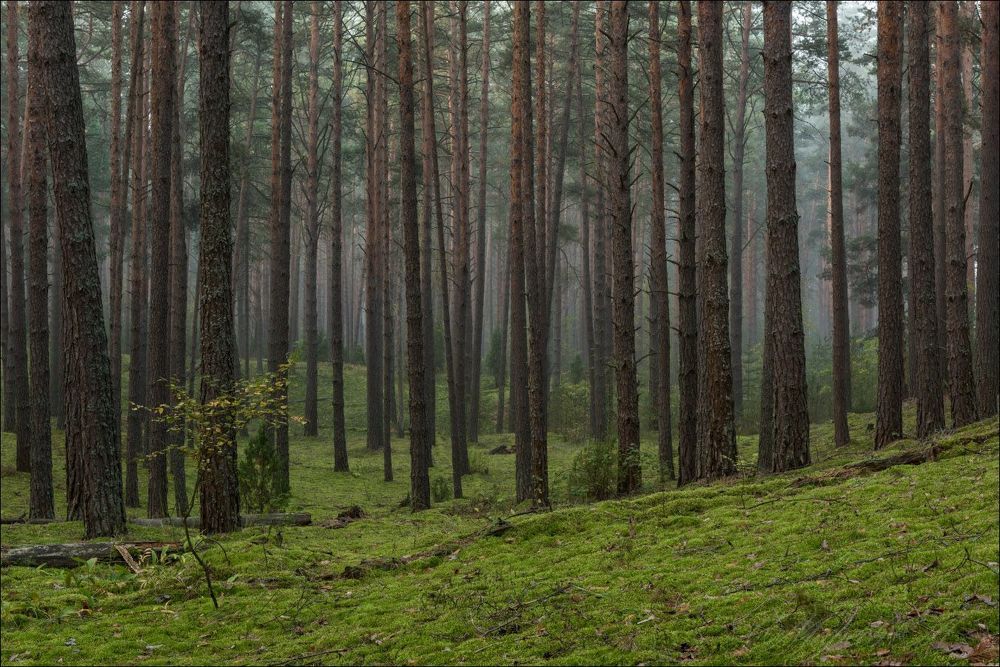 Осеннее утро в сосновом бору