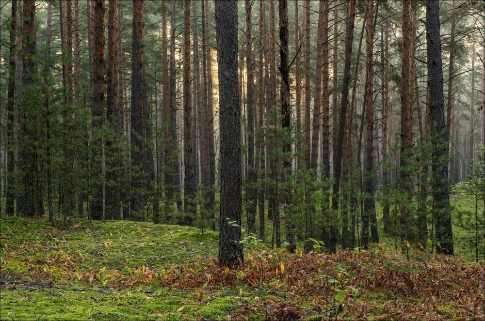 Солнечное утро в лесу