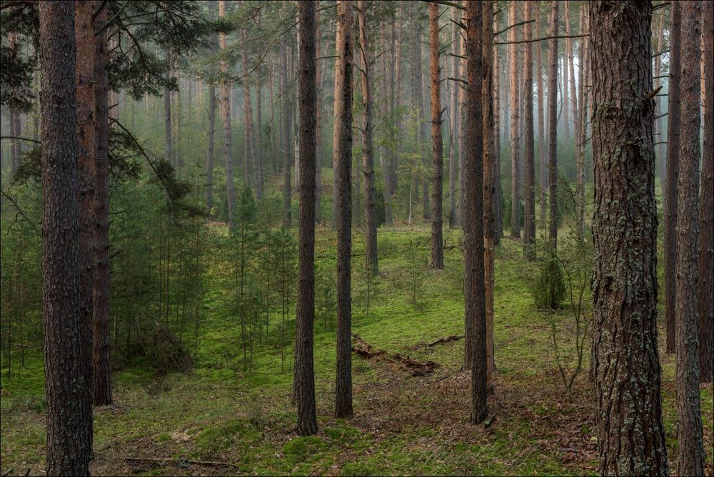 Утро на холмах соснового бора