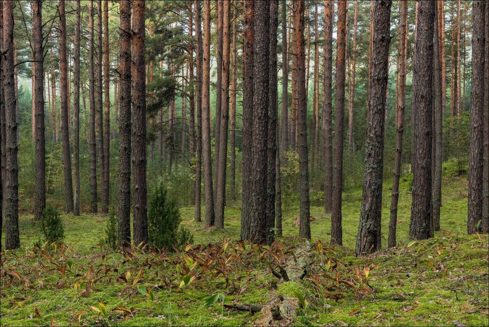 Осенний лес в рассеяном утреннем свете